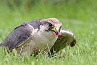 lanner valk (Falco biarmicus) 6-2016 0925